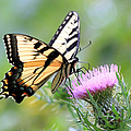 Beauty On Wings