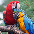 Grooming Session