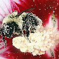 The Pollinator