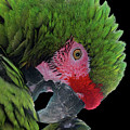 Pensive Parrot